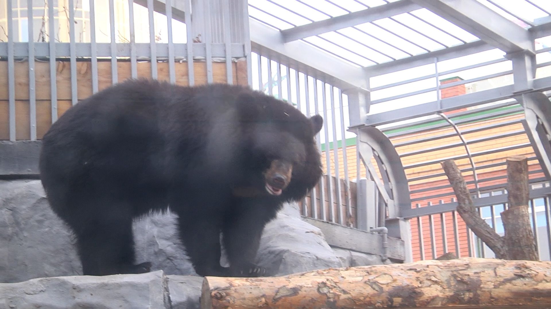 Как зимуют медведи в зоопарке