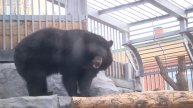 Как зимуют медведи в зоопарке