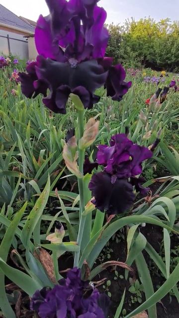 ирис 'Black Phantom' (W.Maryott, 2001)