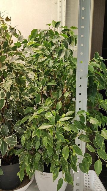 Это ДЕШЕВОЕ СРЕДСТВО преобразило ВСЕ ЦВЕТЫ!