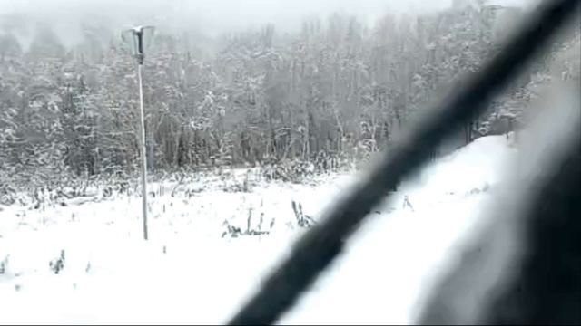 Медведь на трассе в Амурской области
