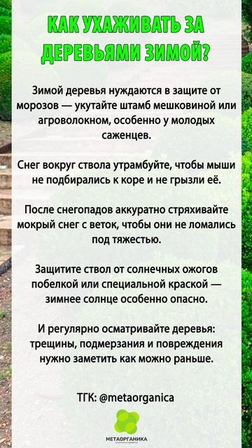 Как ухаживать за деревьями зимой