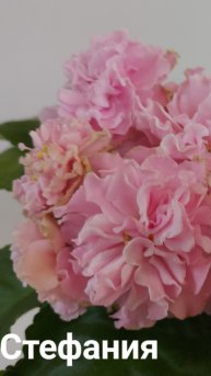 фиалка ТФ-Стефания