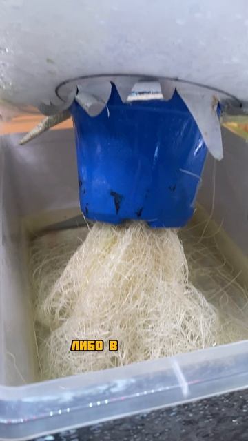 Корни огурца