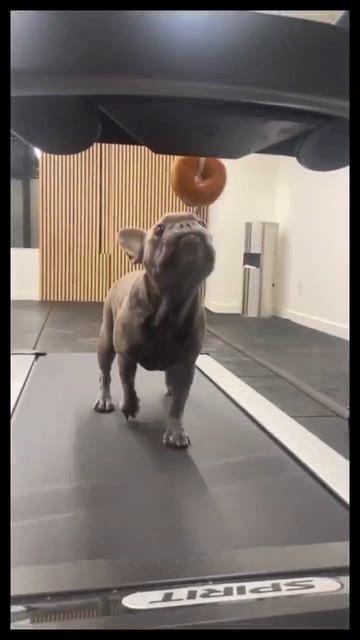 #мотивация #собака #животные