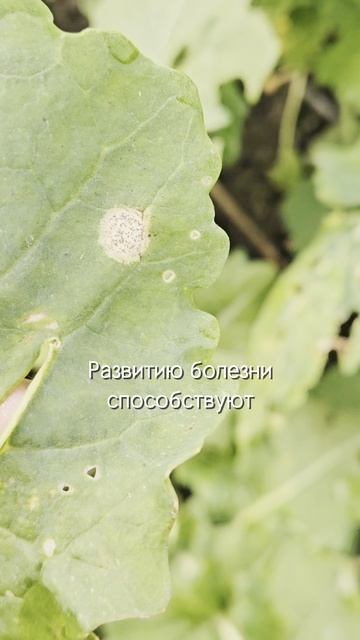Защита рапса от фомоза #болезни #фунгицид #агроном #сельскоехозяйство