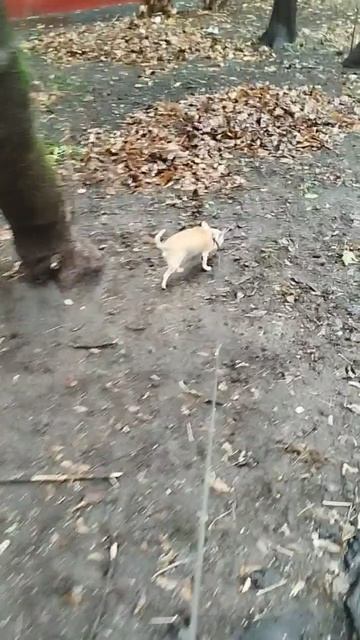 Сеня вообще из подъезда не хотел выходить, а потом разгулялся