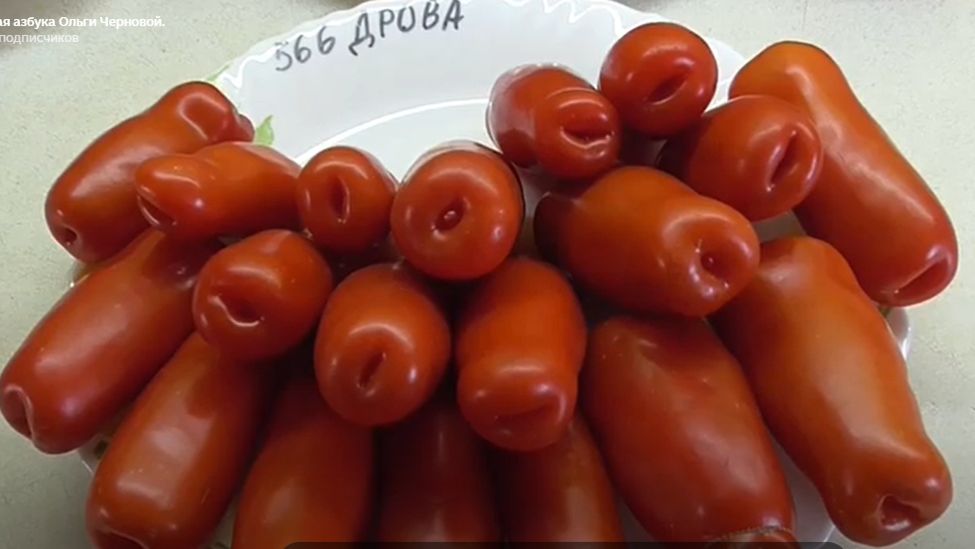 "ОДИН ИЗ САМЫХ ПЛОХИХ ТОМАТОВ!" - пишут мне зрители. Отвечаю.