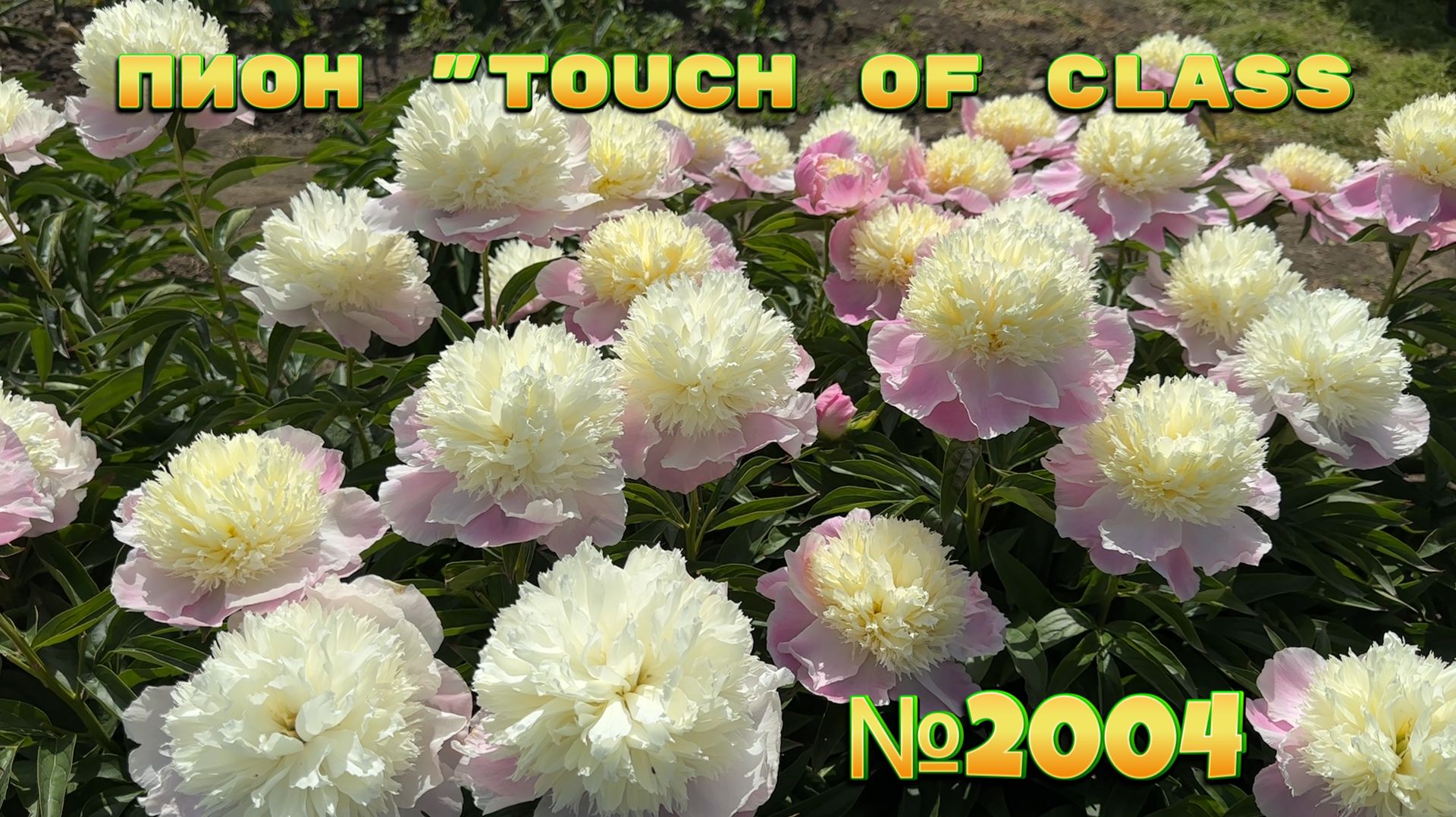 ПИОН "TOUCH OF CLASS"/Сад Ворошиловой