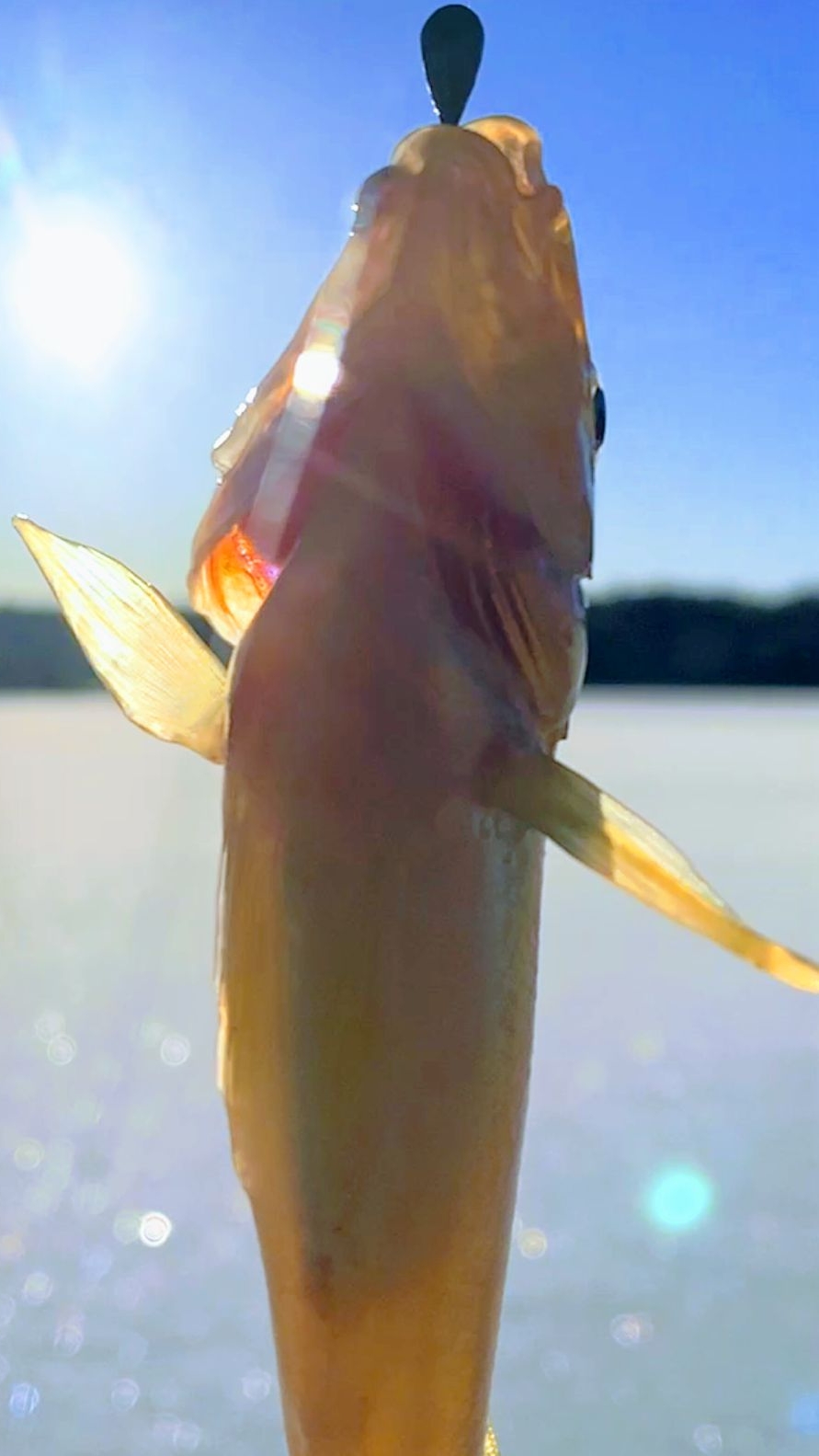 ЦАРСКАЯ РЫБА ПОЙМАНА