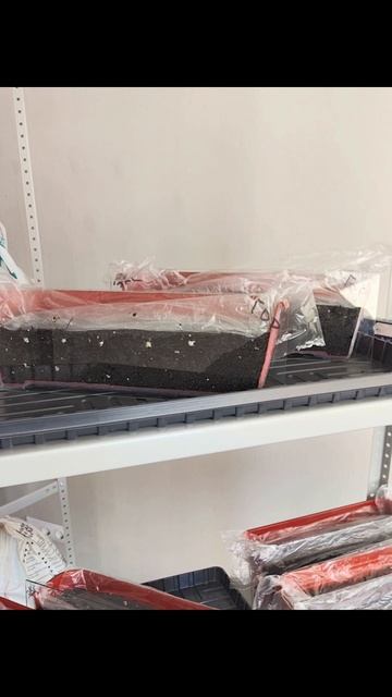 рассада горох с активатором роста ПроЦвет