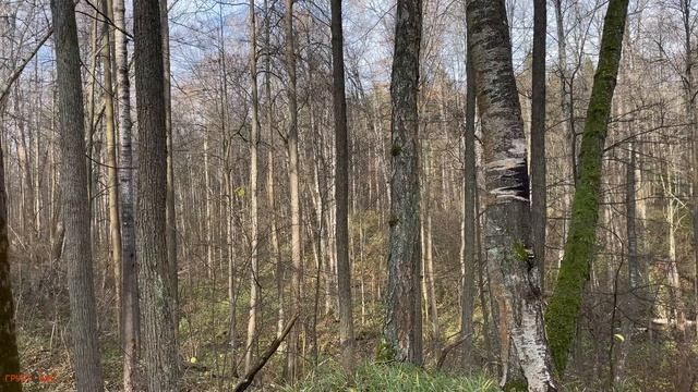Вот это я покопал в лесу. Древние находки