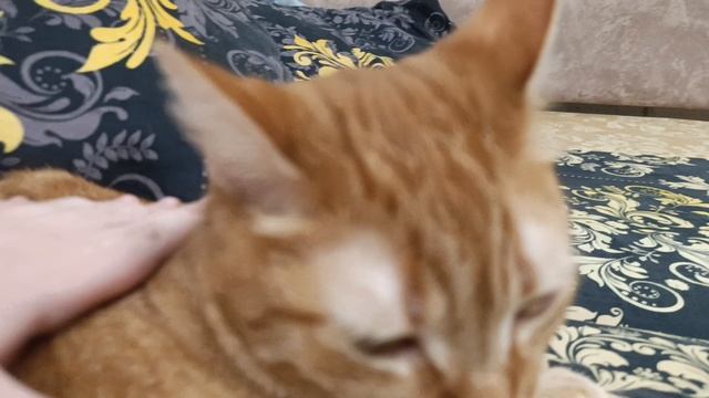 кот батон 2 серия 1 сезон