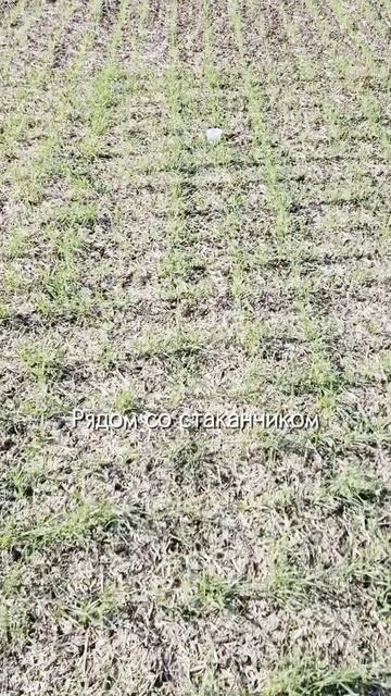 Как установить водные ловушки для мух на пшенице #вредители #агроном #сельскоехозяйство