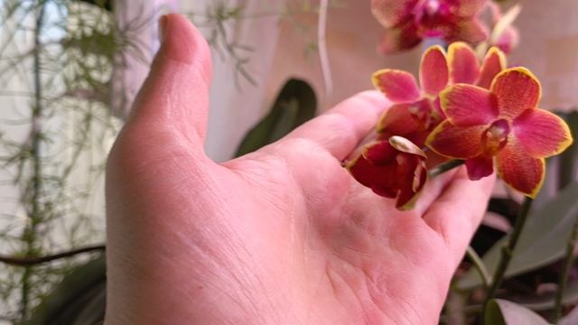 Приобрела сегодня вот такую милую красавицу 🤗🙏🙏любовь с первого взгляда как говорится 😍
#орхидея