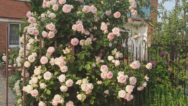 Обрезаем розу Эден Роуз.