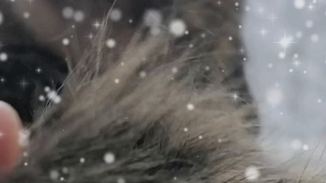 Муська в гамаке 2