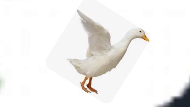 анинка с тыквой