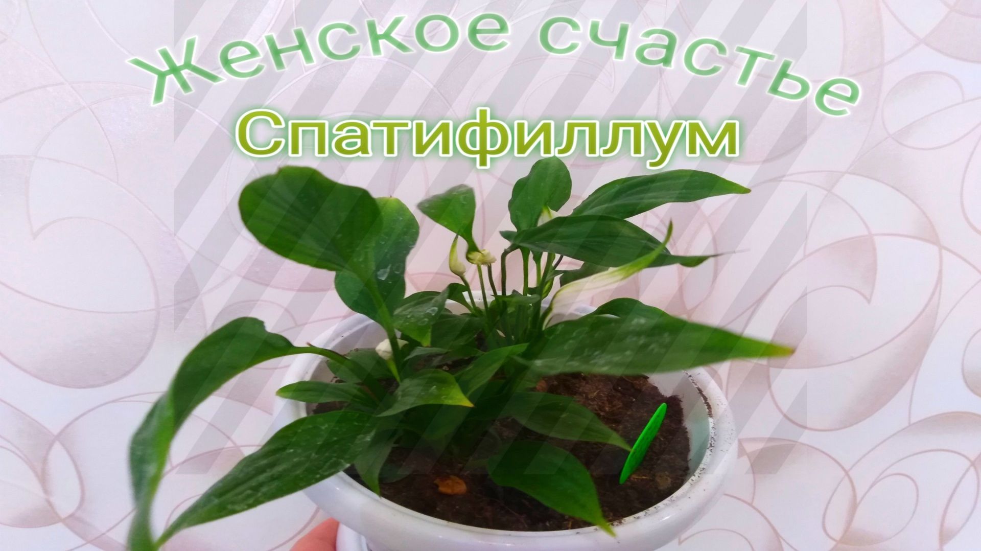 ЖЕНСКОЕ СЧАСТЬЕ-СПАТИФИЛЛУМ,разделяем и пересаживаем цветы. МОЙ КОМНАТНЫЙ ЦВЕТОК