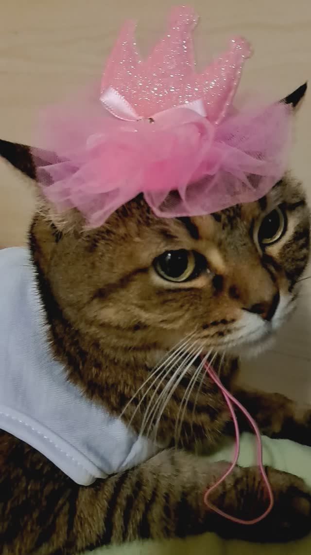 Кошка Лиза на дне рождения)))😍😍😍