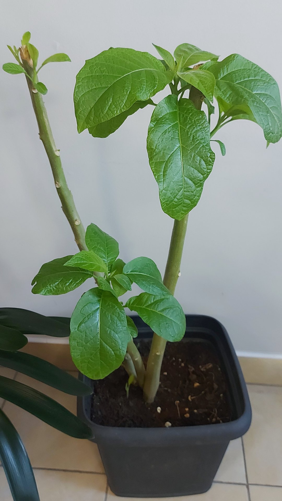 Цветок граммофон-Бругмансия тронулся в рост🌸