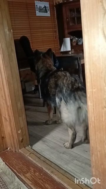 Немецкая овчарка Нира, 9 месяцев