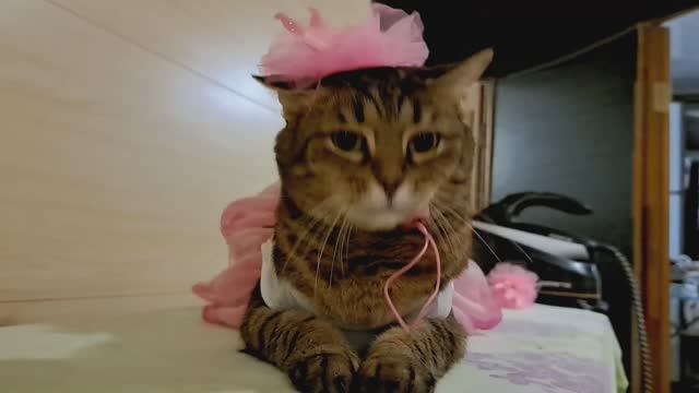 Кто любит животных, скорее заходите! У нас ДНЮХА! 2 года девчатам!🎉🎉🎉