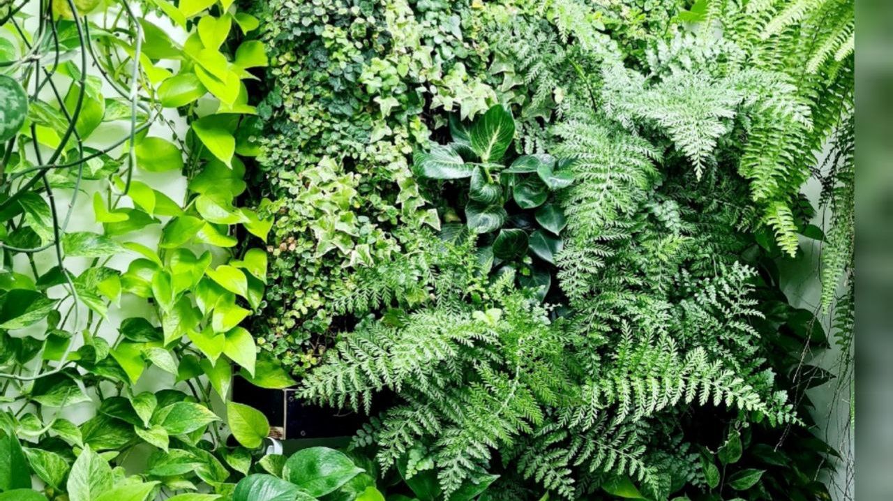 Вертикальное озеленение из сфагновых модулей.