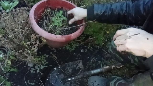 хризантемы, выкапываем на хранение