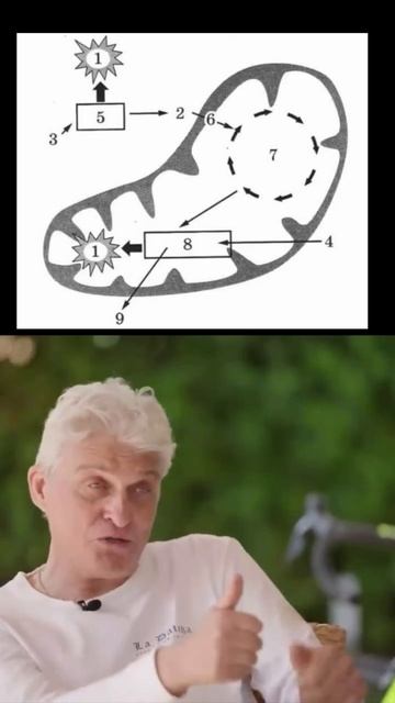 Разбор всех картинок ЕГЭ по биологии совсем скоро на моем канале, подпишись, чтобы не пропустить