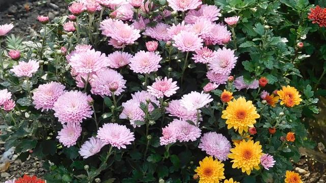 12=11=2025 ПВН (82)