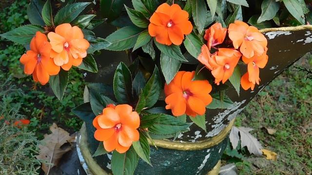 12=11=2025 ПВН (77)