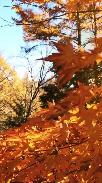 «Я не жалею ни о чём» Гиголаев Артур.