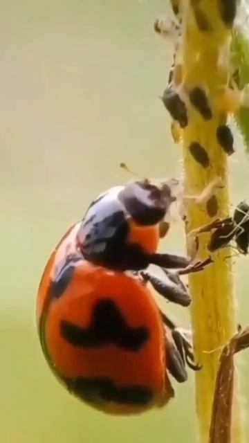 Божья коровка — большой друг садовода 🐞