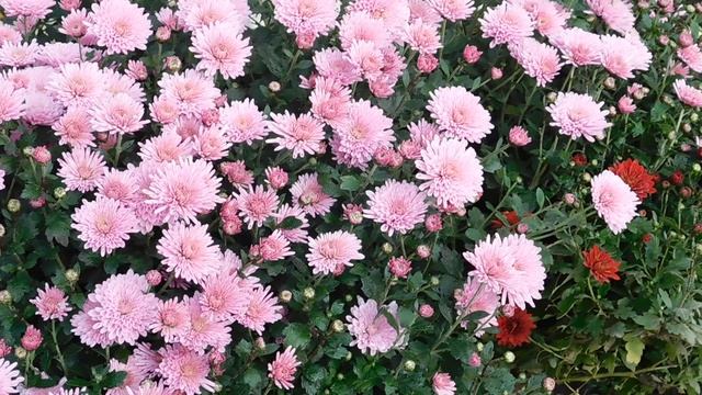 12=11=2025  ПВН  (83)