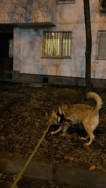 прогулка с Джессей