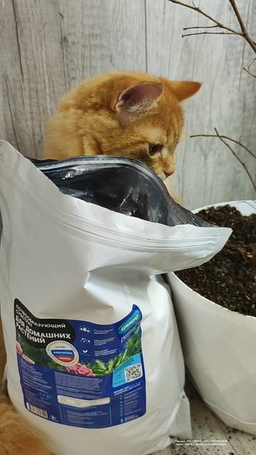 Если ваш ФИКУС ОБЛЫСЕЛ, СРОЧНО СДЕЛАЙТЕ ТАК! #цветы #фикус