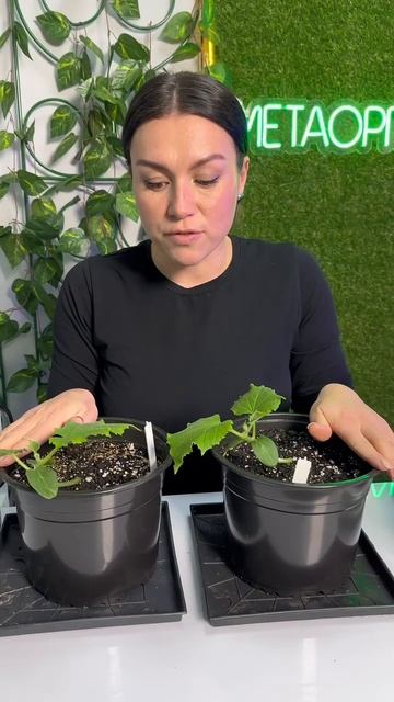 Пересадка огурцов в домашнем огороде