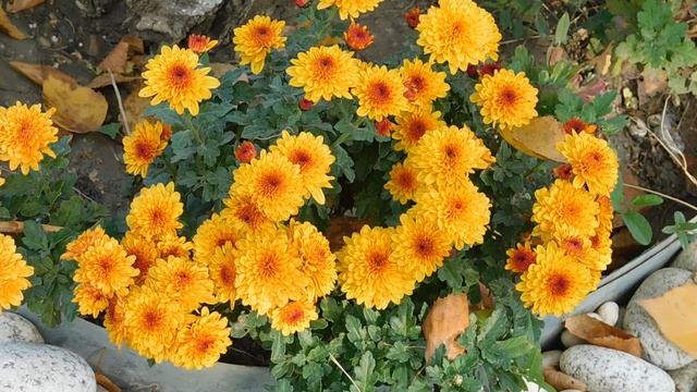 12=11=2025  ПВН  (78)