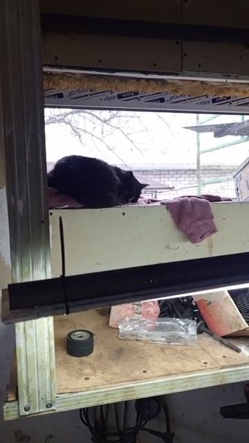 Поселился кот бездомный в гараже И живёт неделю там уже