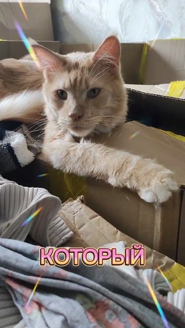 Котя бегемотя. Цитаты кота Рони