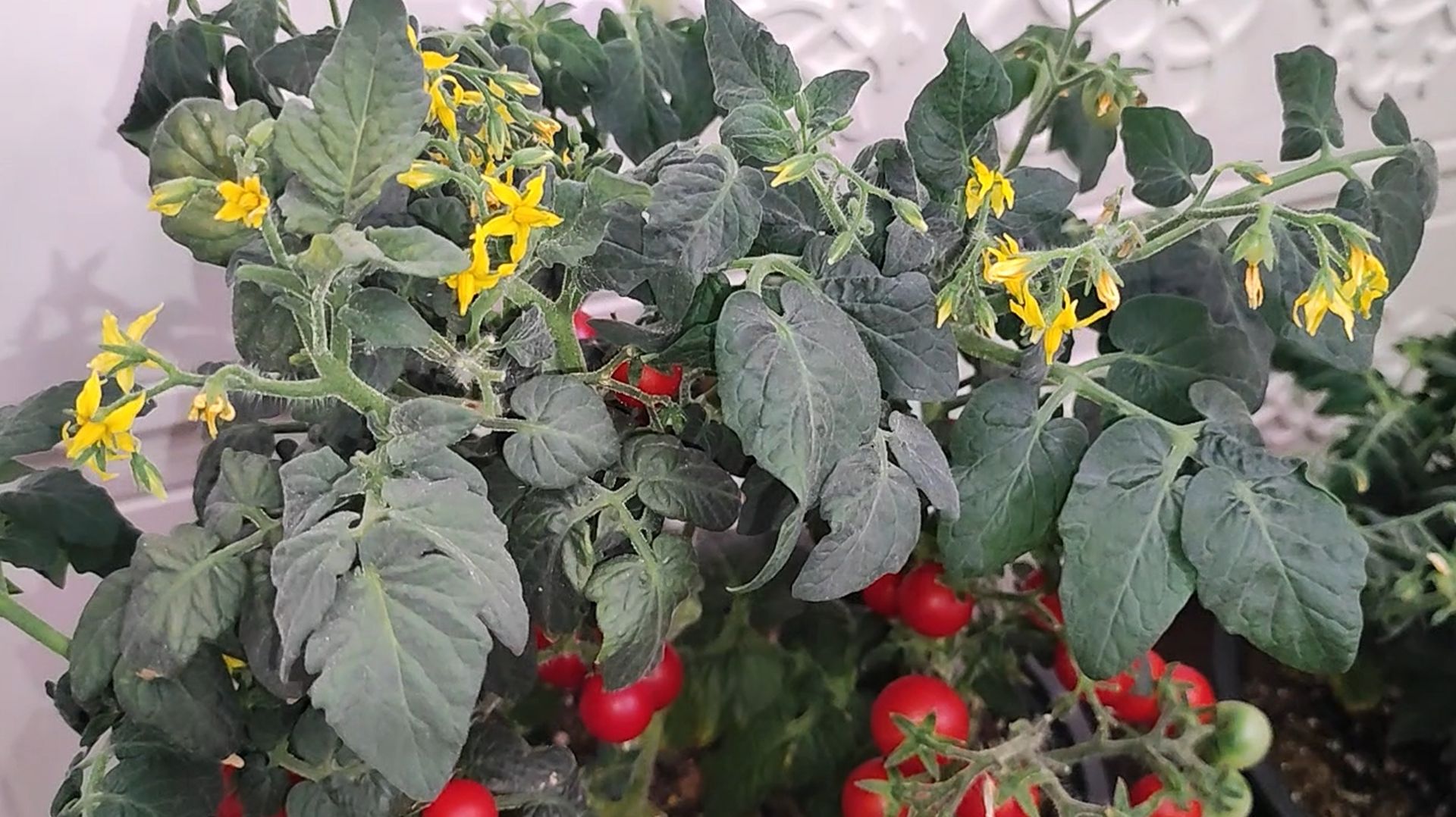 ЗИМНИЙ ОГОРОД, Легкий способ вырастить томаты, перцы, огурцы, зелень