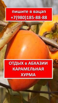 ОТДЫХ в АБХАЗИИ. КАРАМЕЛЬНАЯ ХУРМА