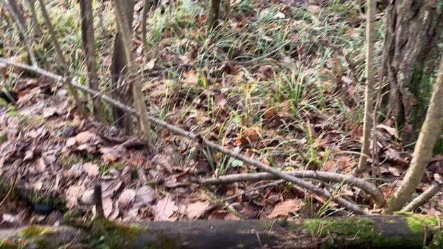 Нашел павловское серебро. Коп в лесу