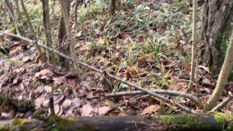 Нашел павловское серебро. Коп в лесу