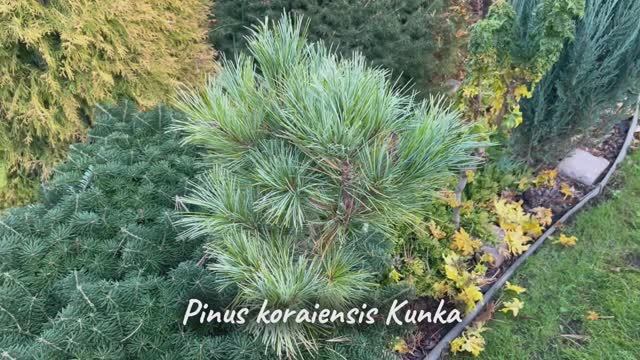 Pinus koraiensis Kunka