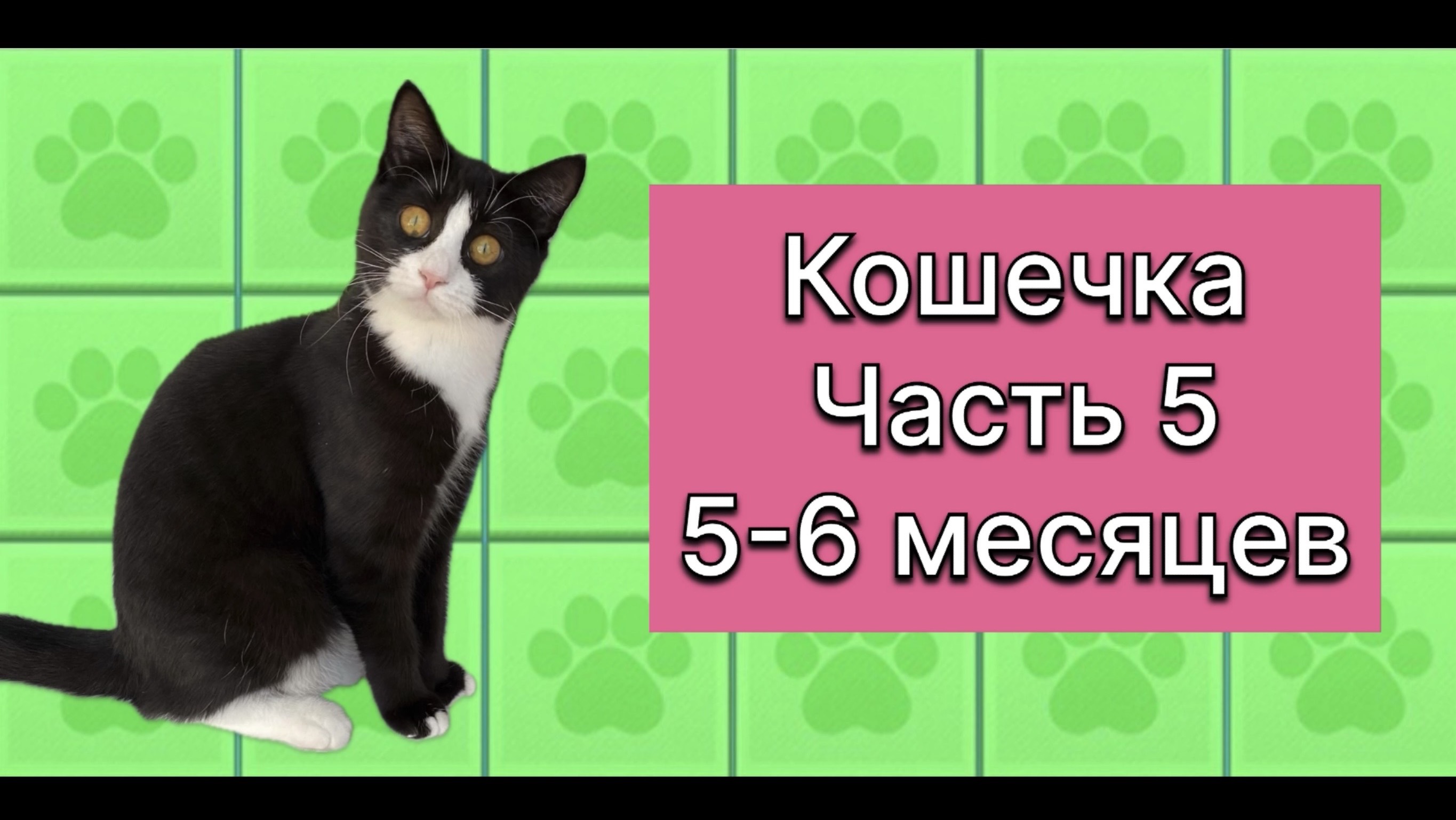 Как растет котенок. Нам здесь 6-7 месяцев. 19 ноября 2025 г.