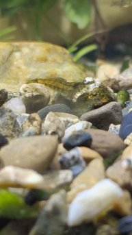 Креветка стримет