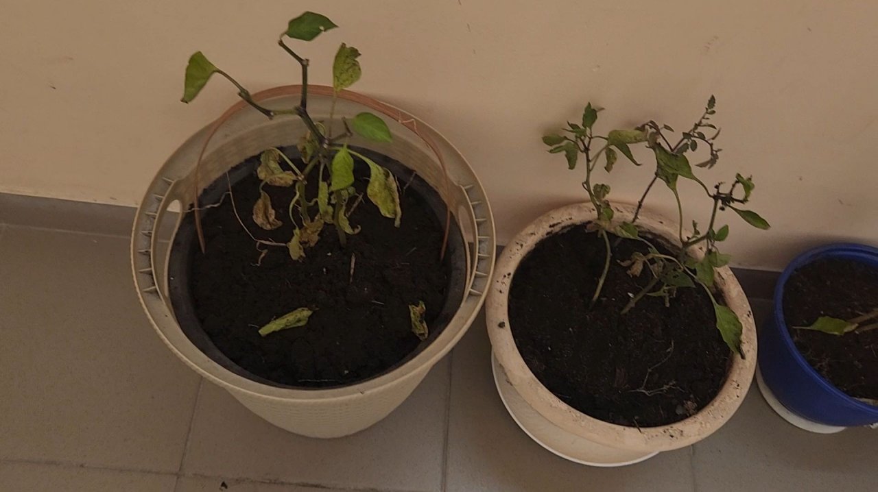 Пошел снег. Операция по спасению перцев ❄️🫑🌶