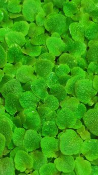 Ошибки посева мелкосеменных.